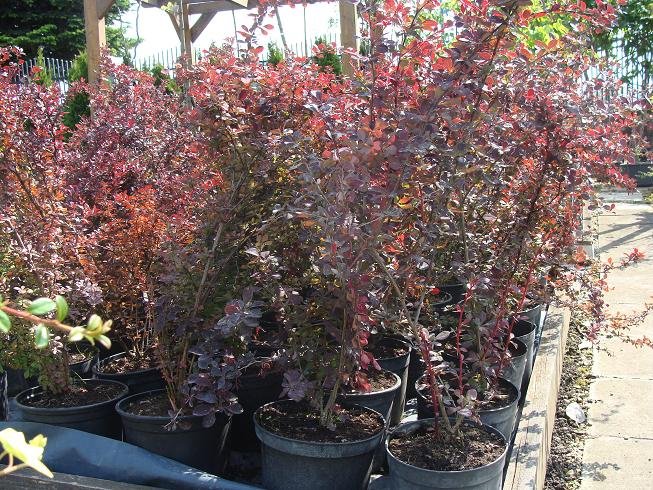 BERBERIS THUNBERGII ATROPURPUREA